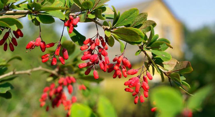 Berberine