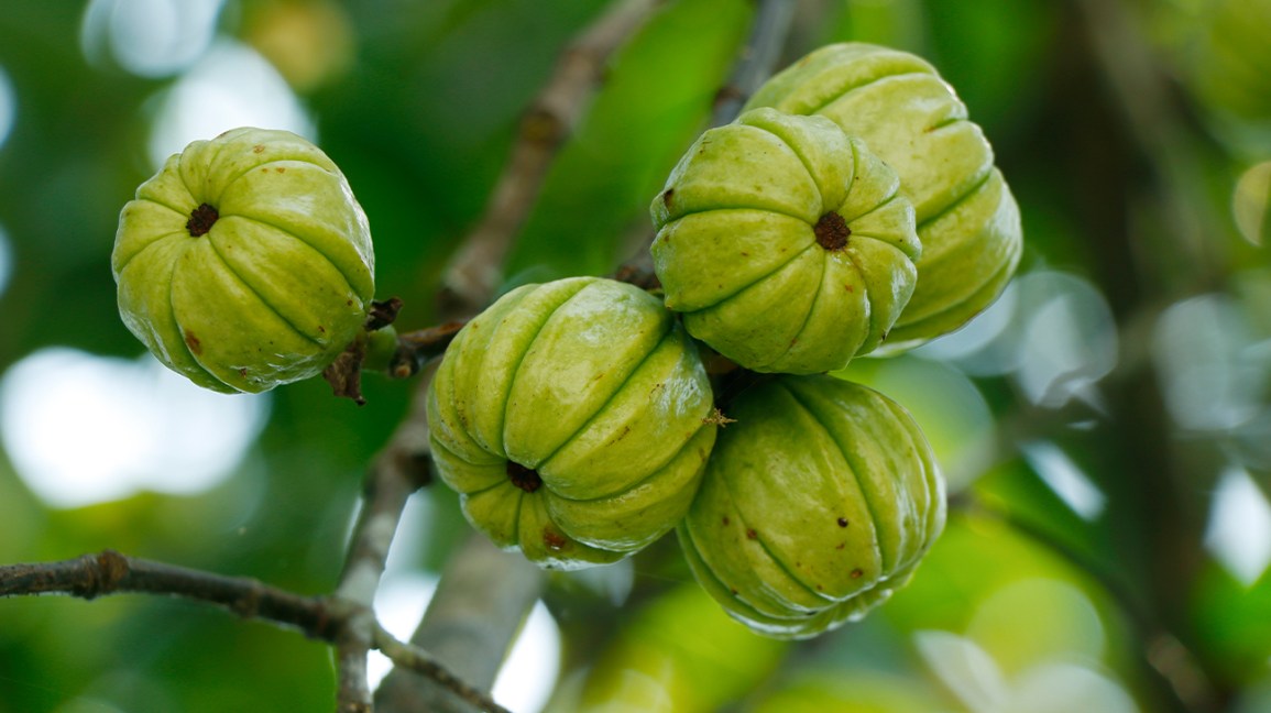 Garcinia cambogia