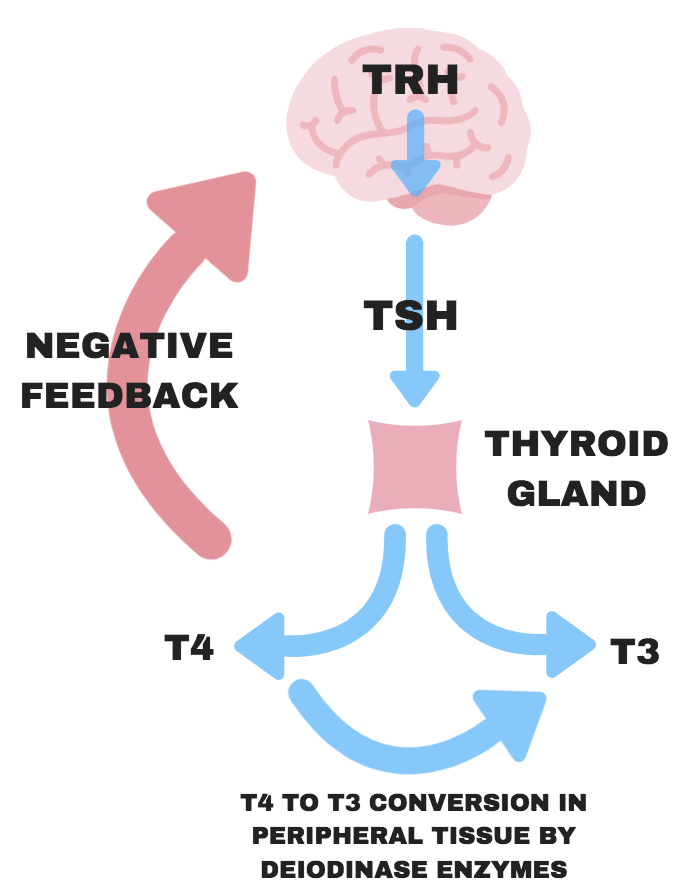 Ттг тиреотропин. Thyroid TSH. Тиреотропный гормон. TSH гормон. ТТГ.