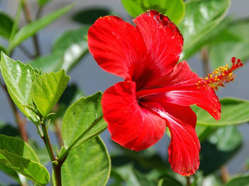 Hibiscus