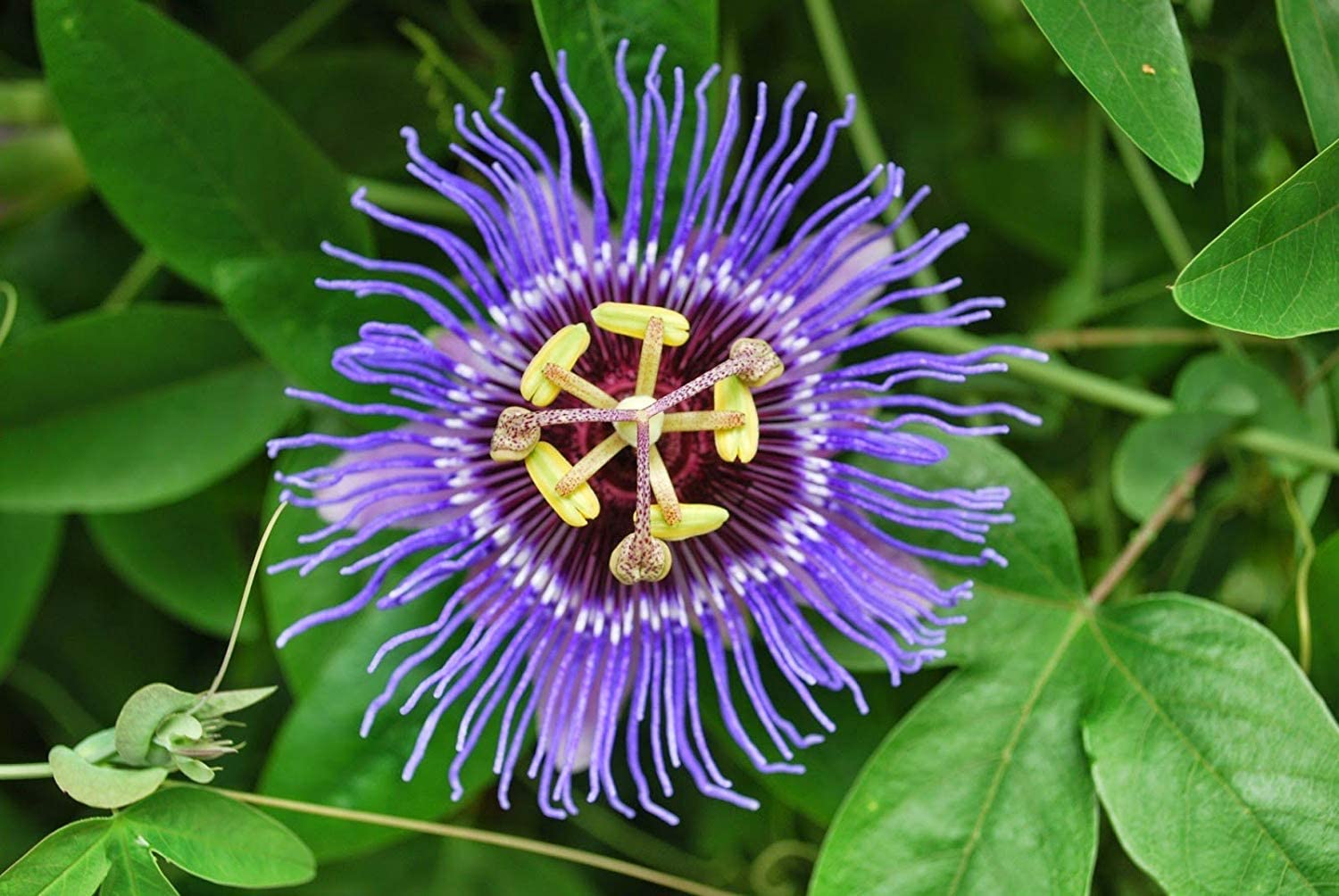 Passionflower 