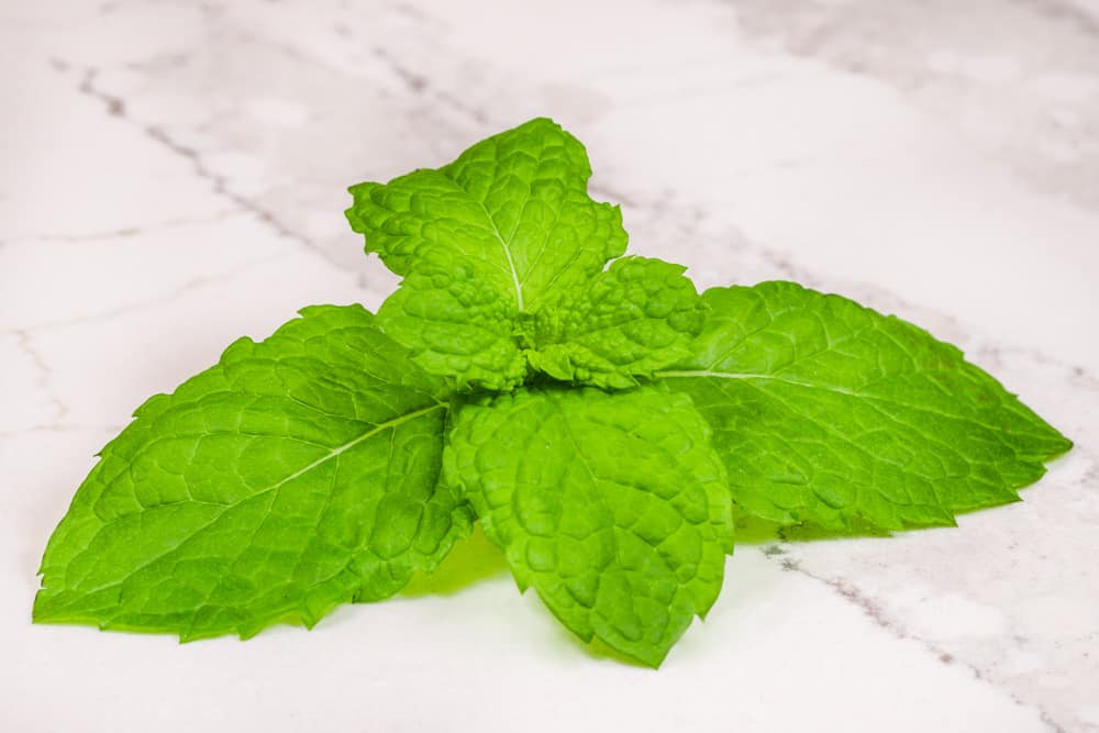 Stevia leaf extract