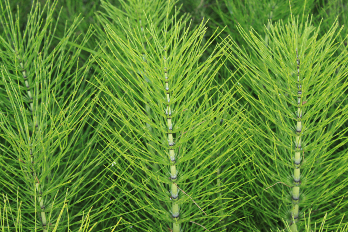 Equisetum Arvence