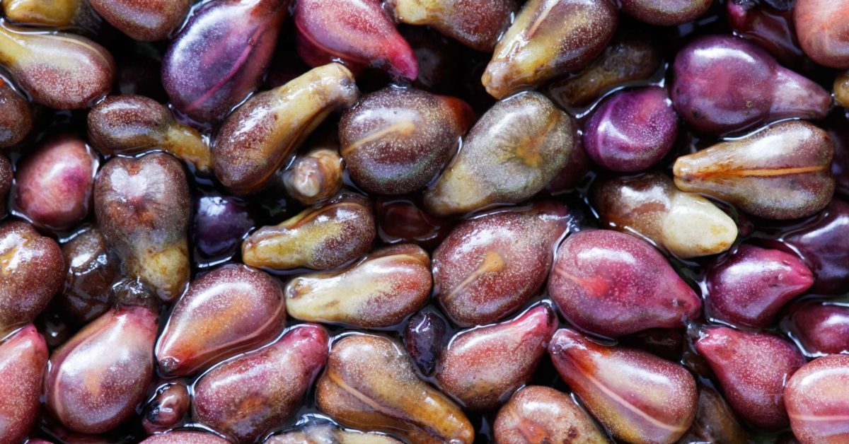 Grape seeds