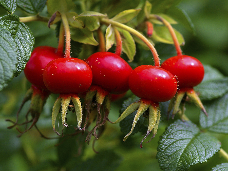 Rose hips